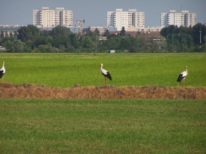 Cascina Battivacco Βίλα Μιλάνο Εξωτερικό φωτογραφία